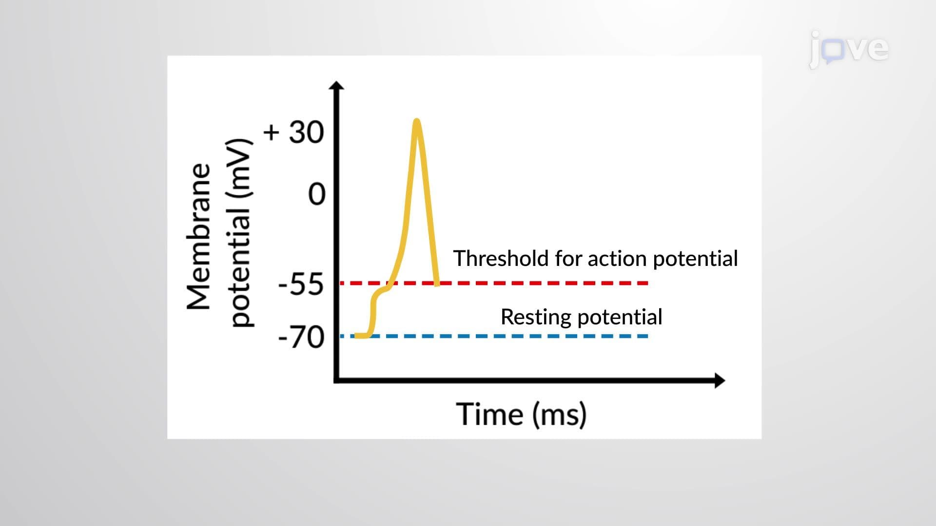 Action Potential