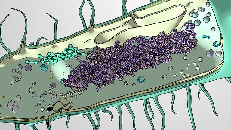 Prokaryotic cells