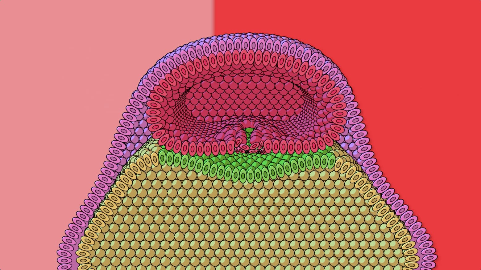 Gastrulation