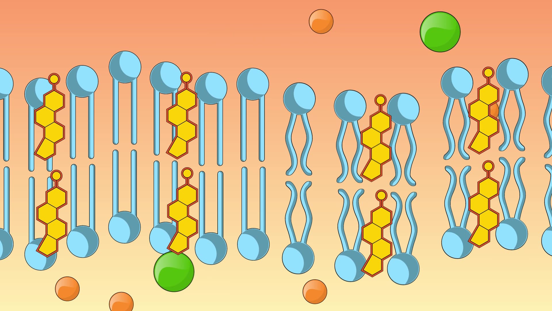 Membrane Fluidity