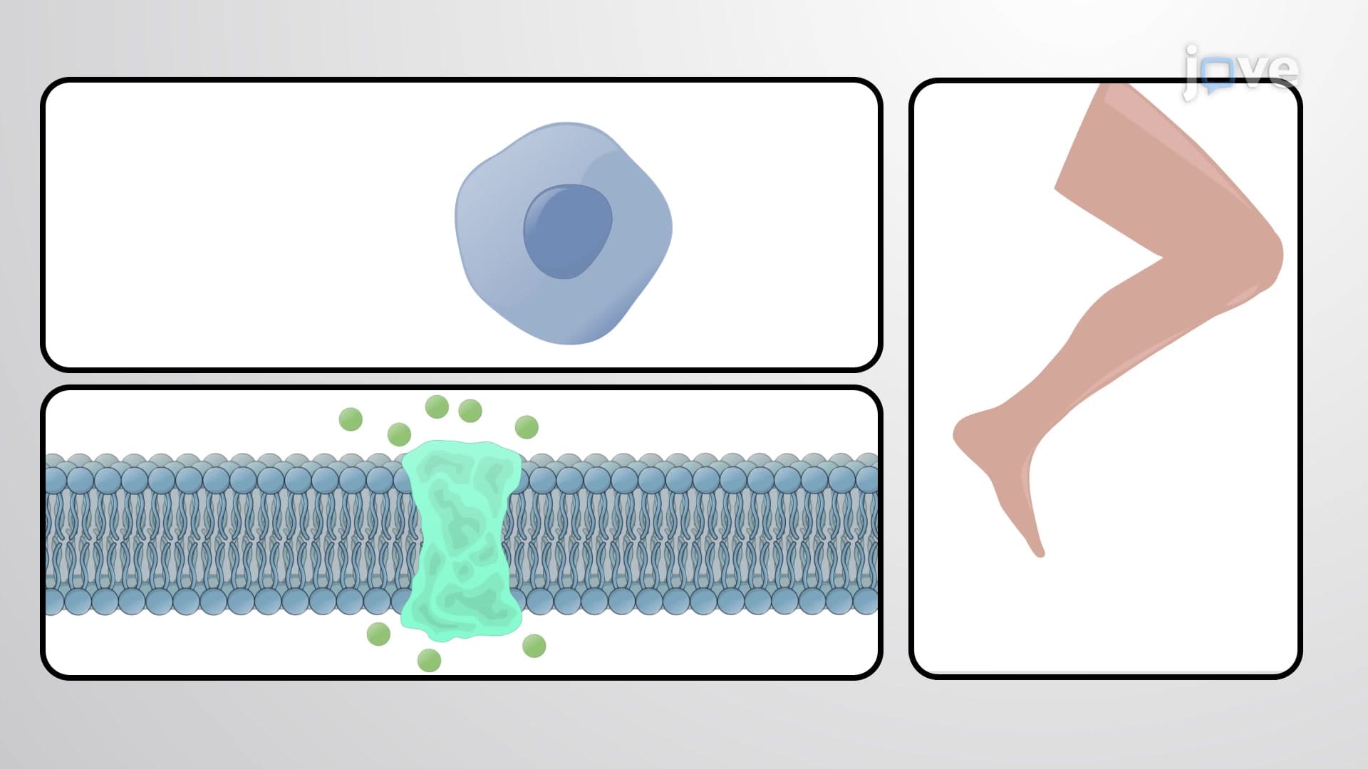 Mechanical Protein Function