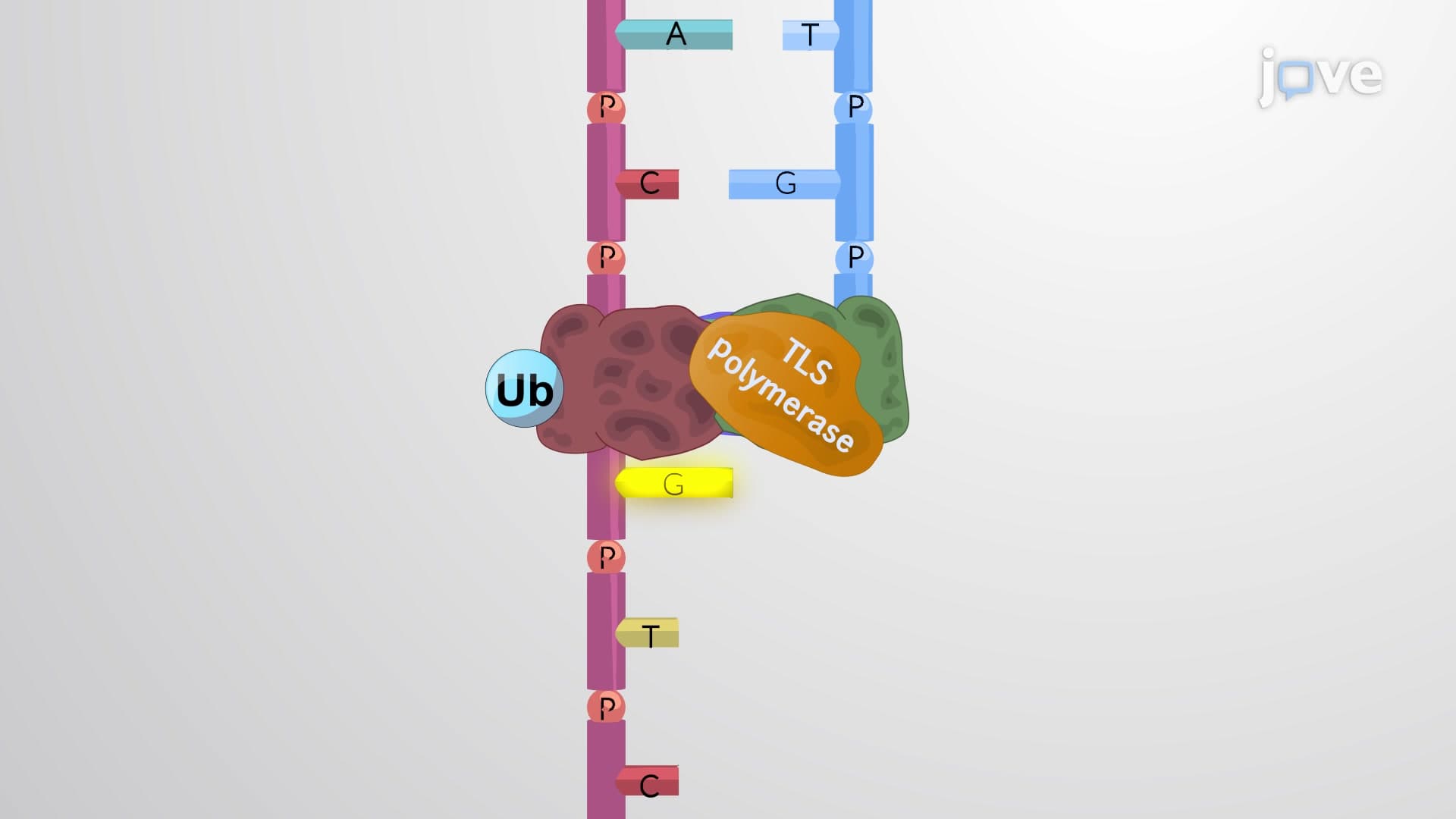 Translesion DNA Polymerases