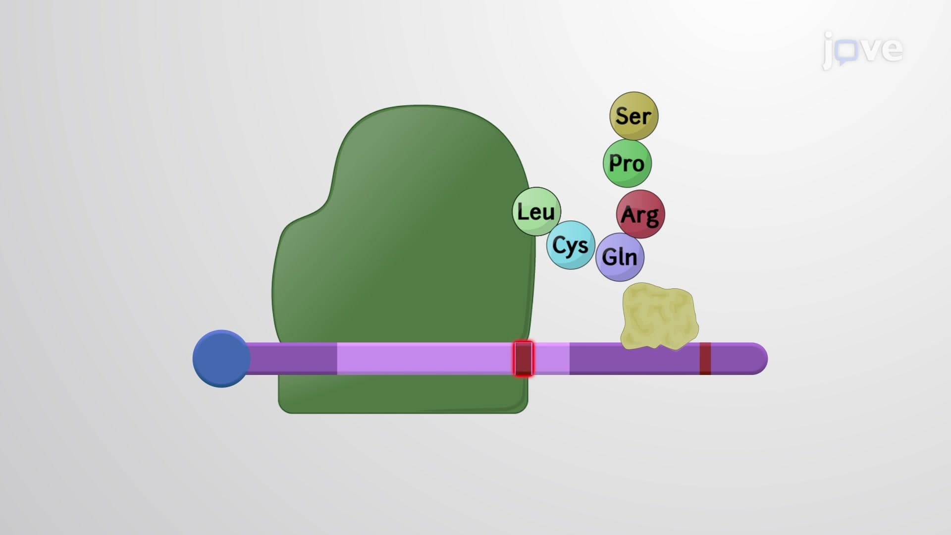 Nonsense-mediated mRNA Decay