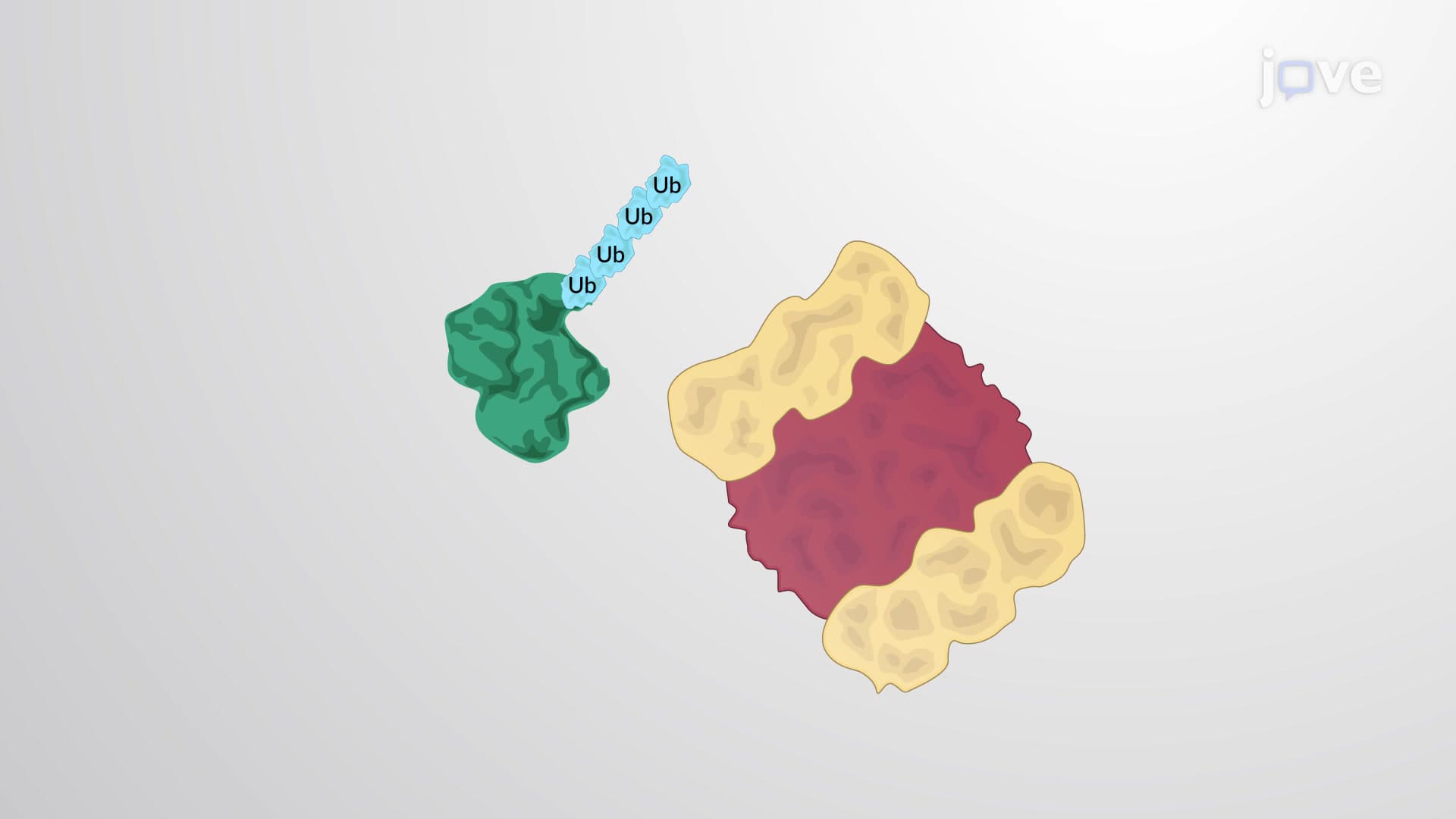 The Proteasome