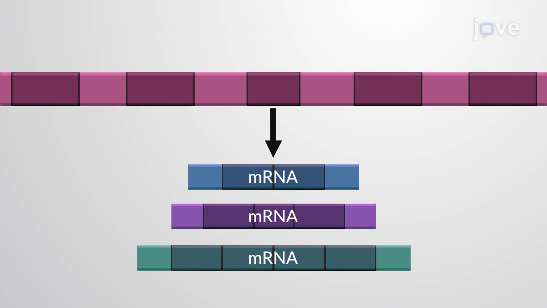 Alternative RNA Splicing