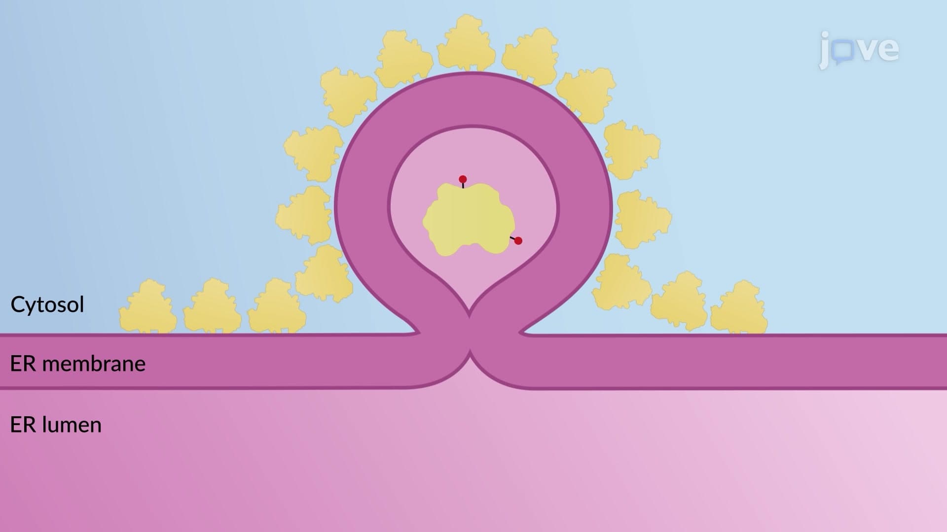 Role of ER in the Secretory Pathway