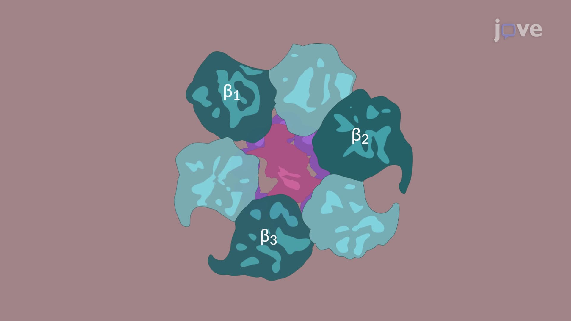 ATP Synthase: Mechanism