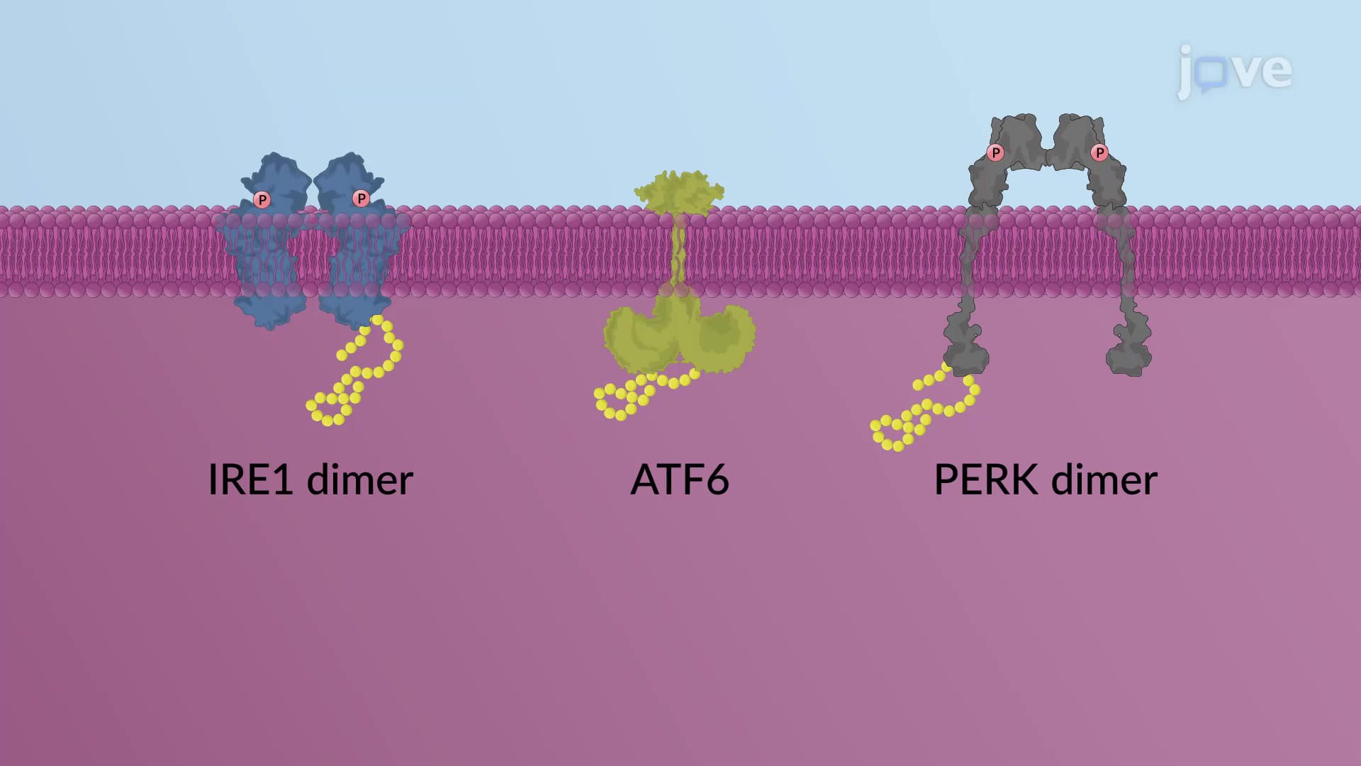 The Unfolded Protein Response
