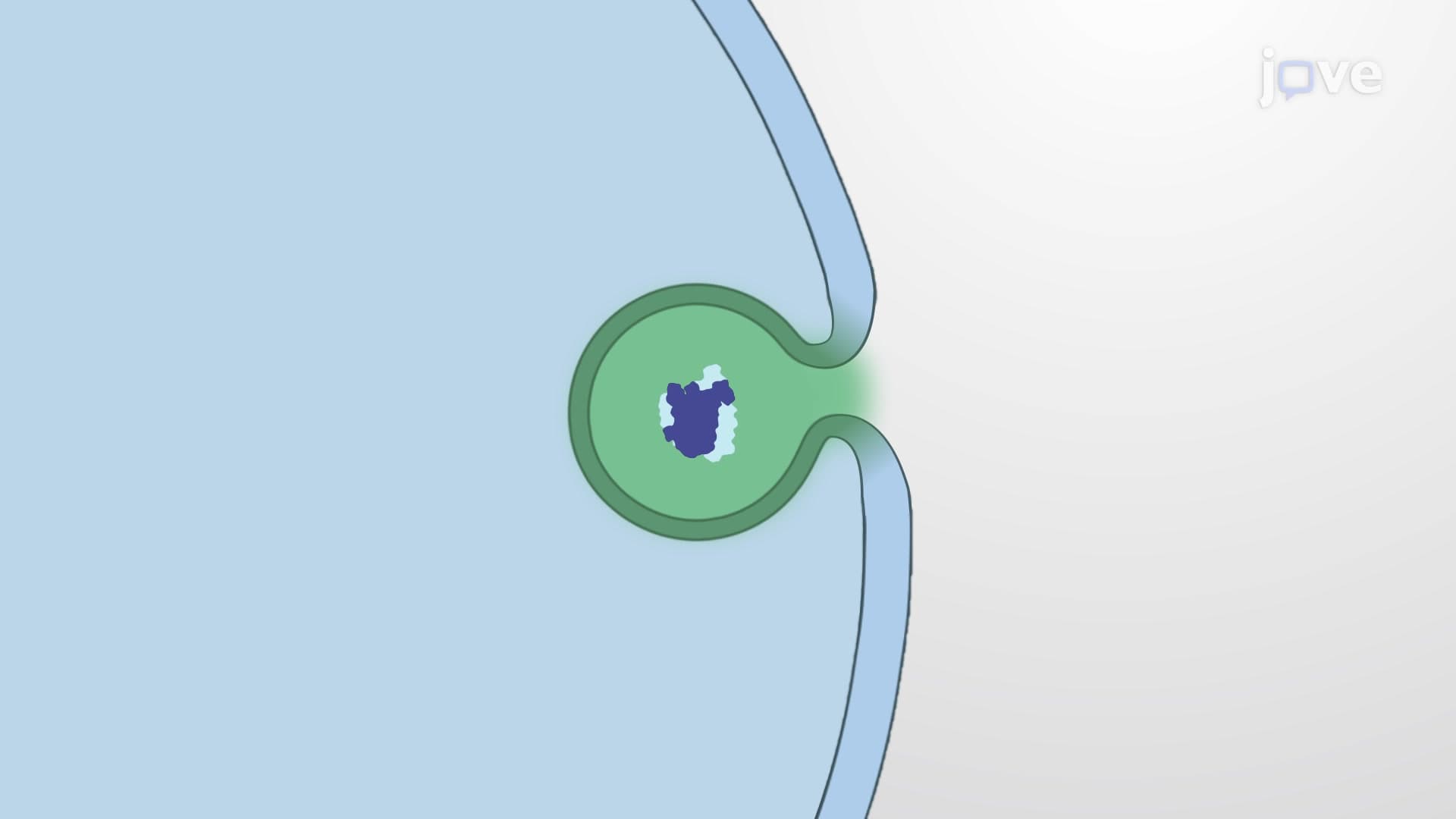 Insulin Secretory Vesicles