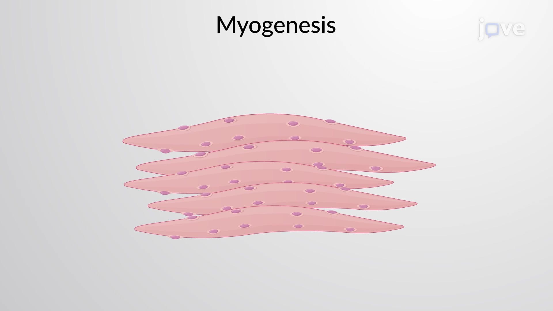 Formation of Muscle Fibers from Myoblasts