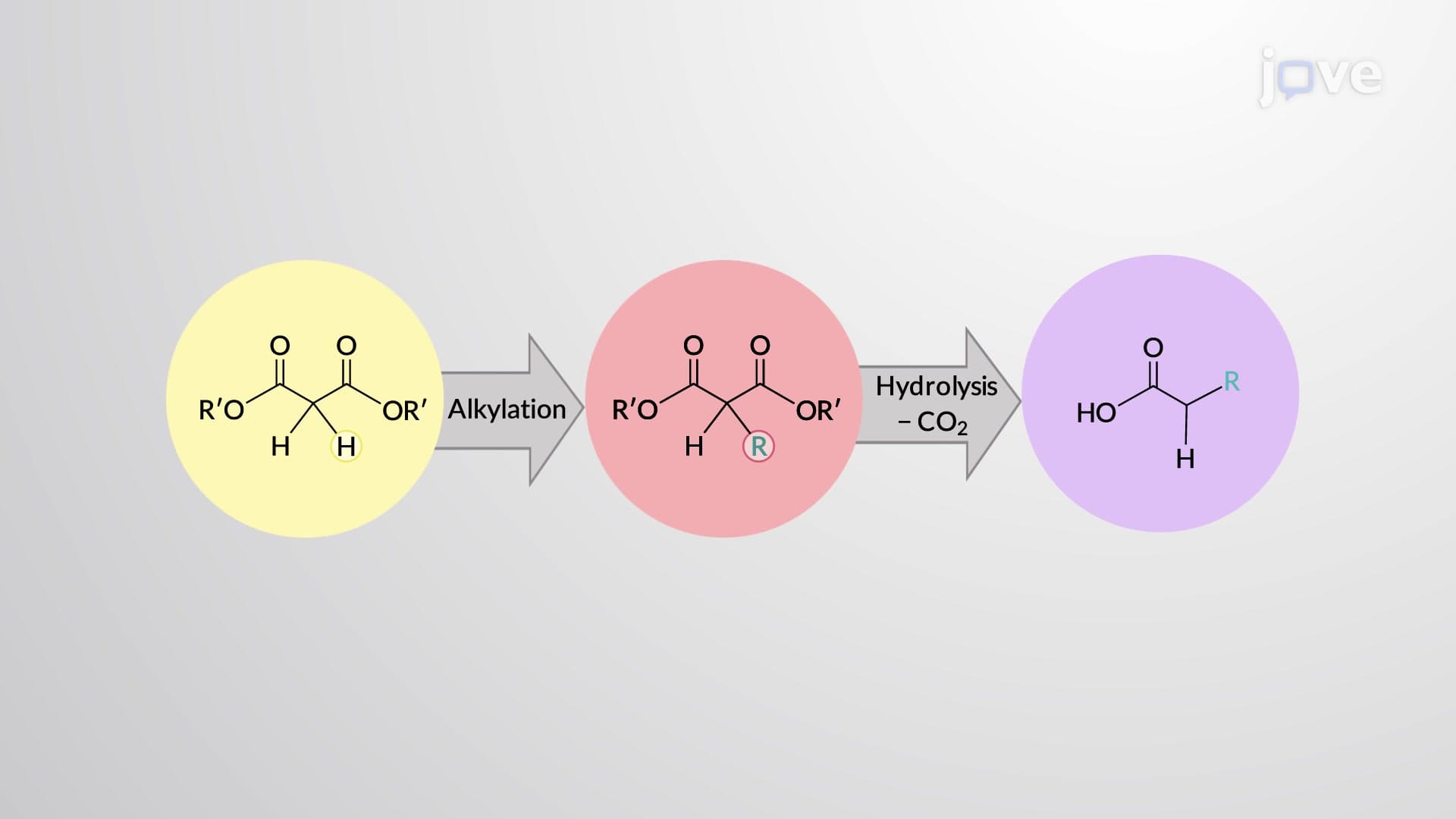 Alkylation of β-Diester Enolates: Malonic Ester Synthesis