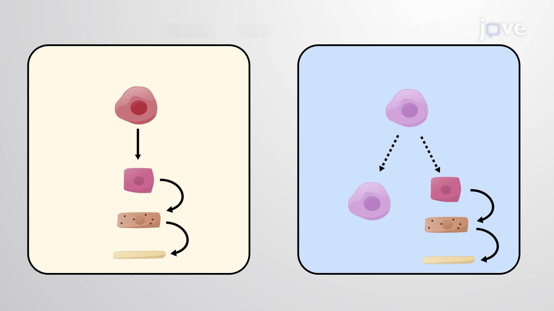 Renewal of Skin Epidermal Stem Cells