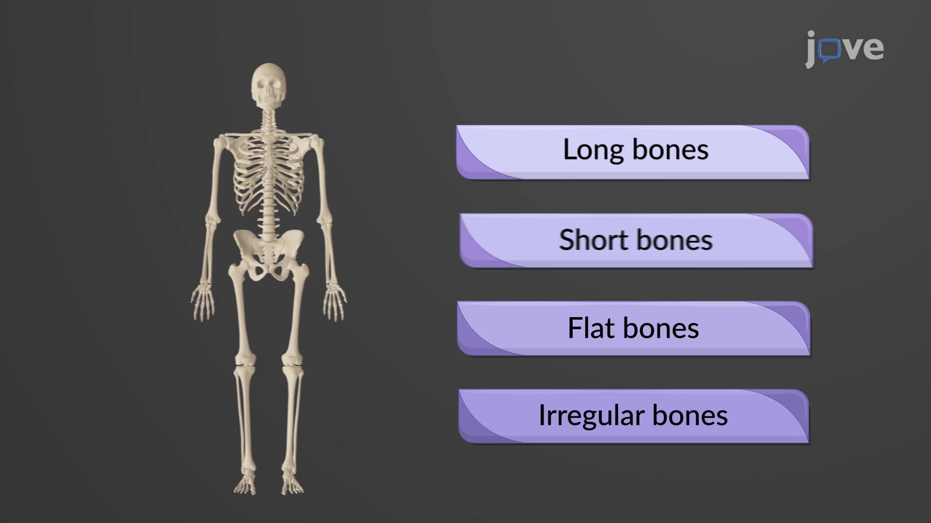 Classification of Bones