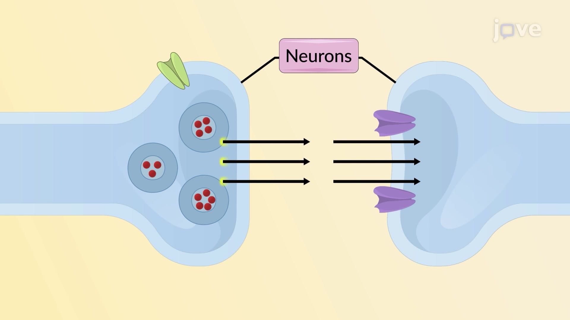 Neurochemical Transmission: Sites of Drug Action