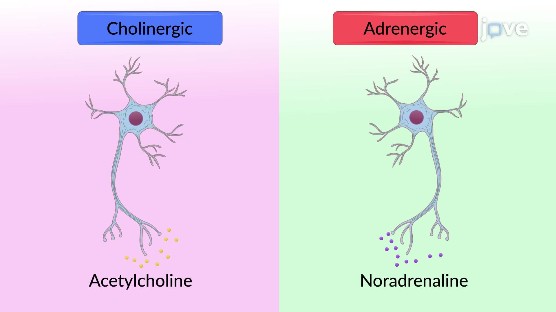 Neurotransmitters