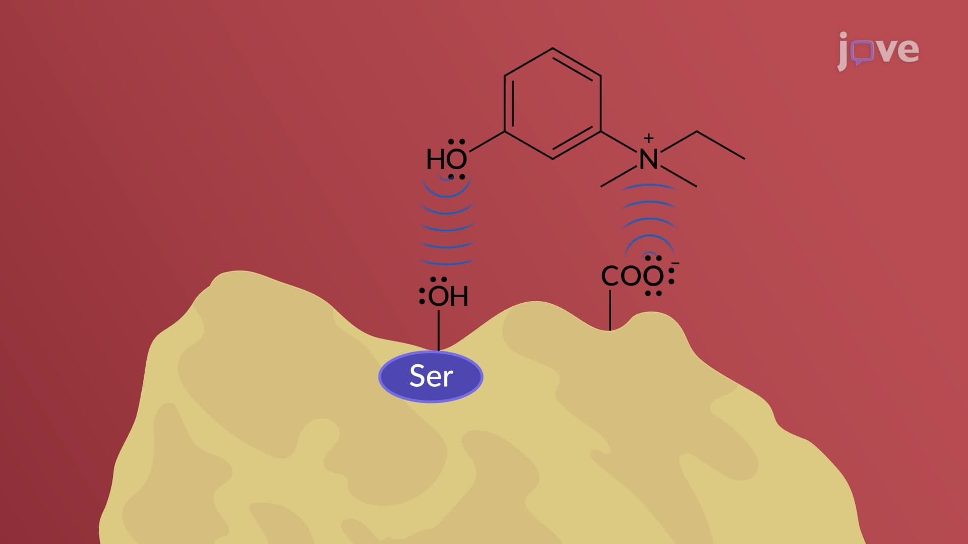 Indirect-Acting Cholinergic Agonists: Mechanism of Action