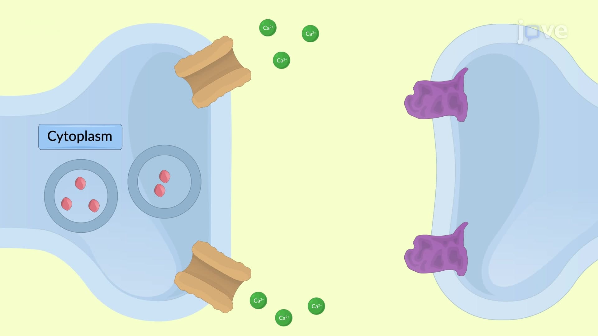 Adrenergic Neurons: Neurotransmission