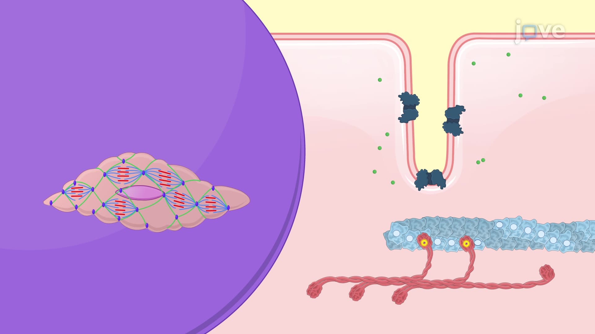 Smooth Muscle Contraction