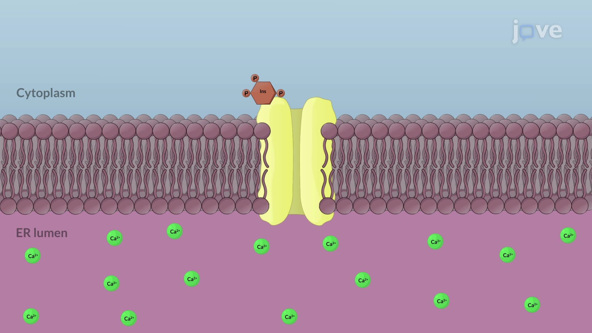 Secondary Messengers in Hormone Action
