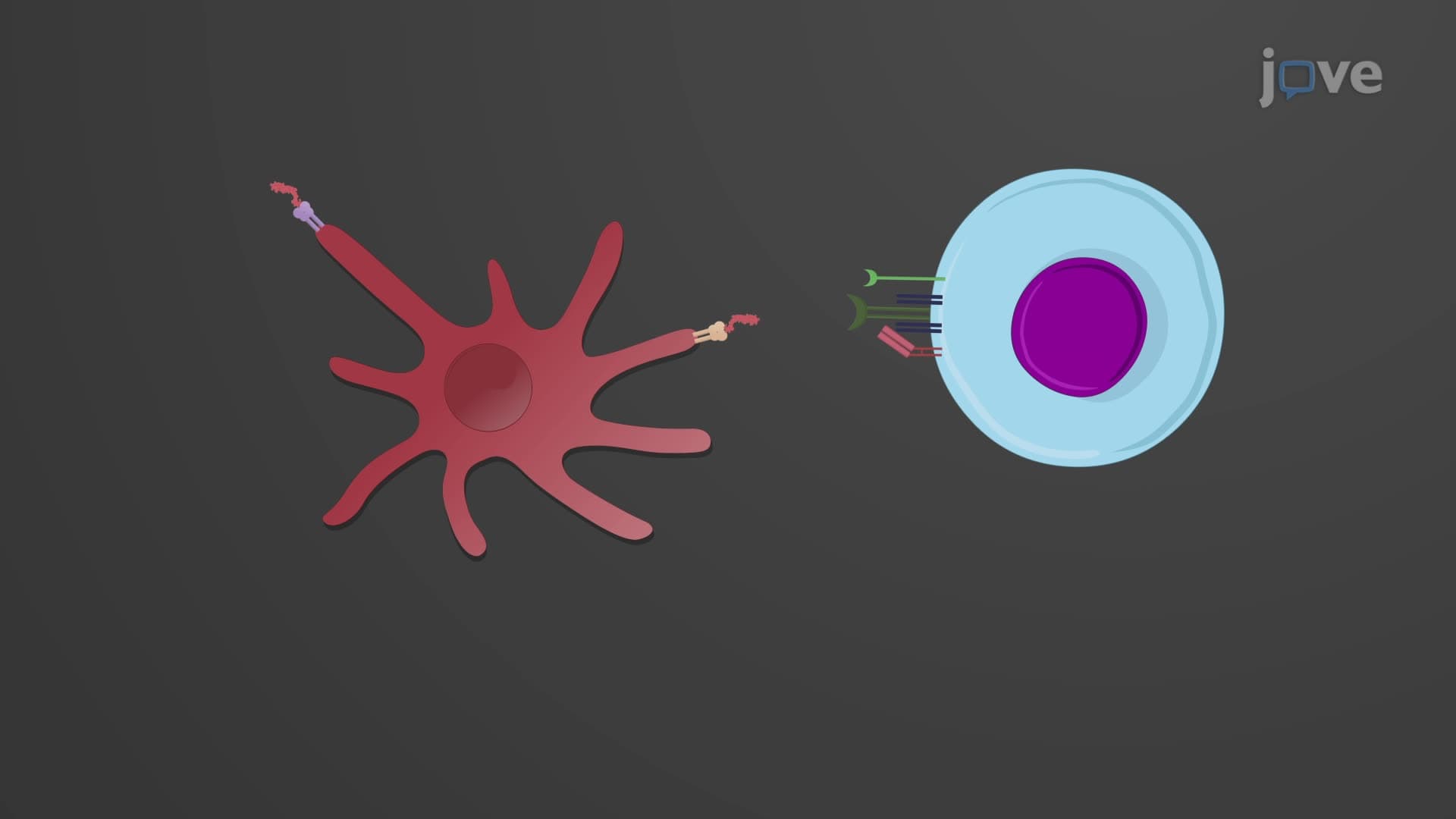 Immune Response Against Viral Pathogens