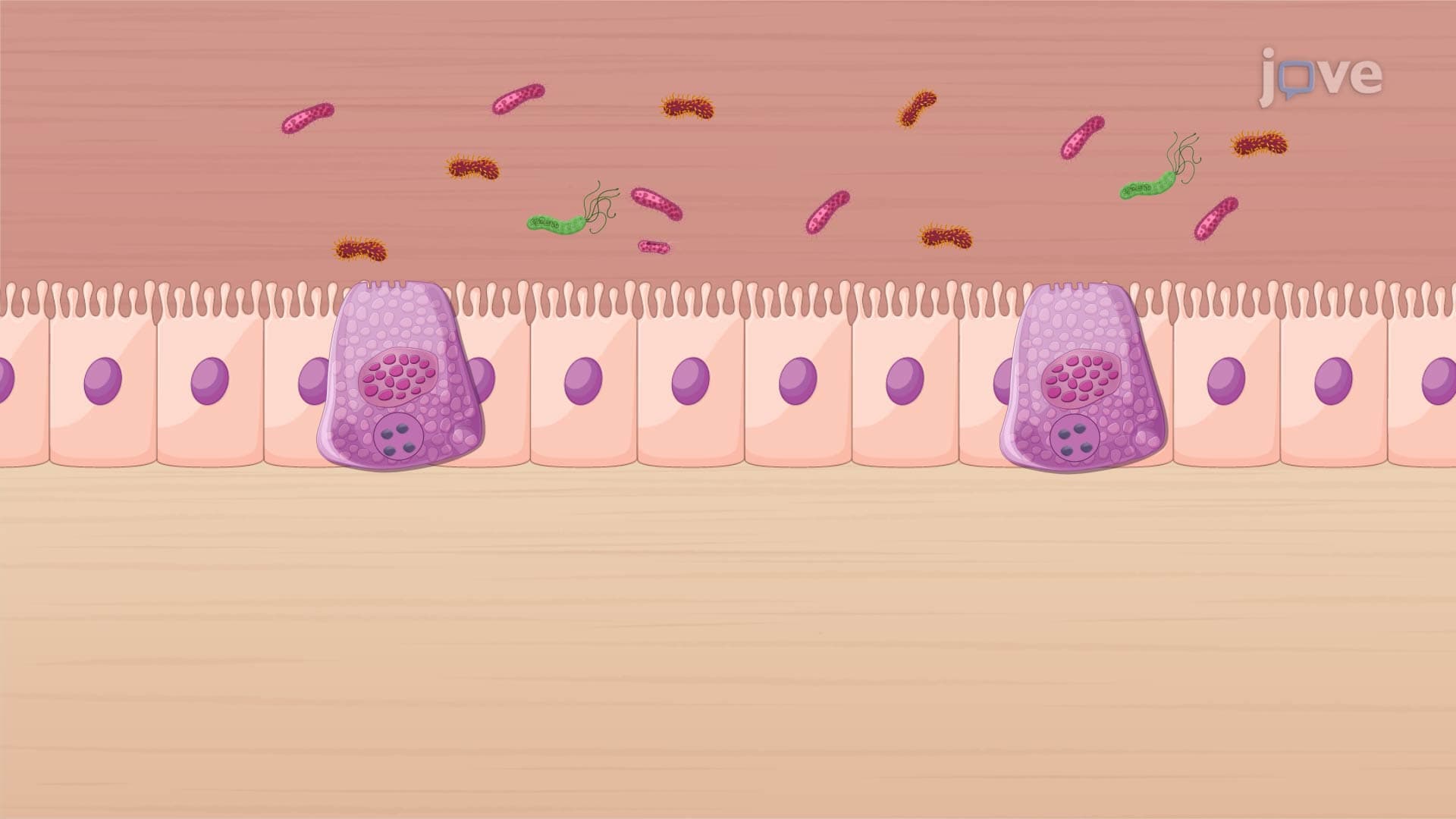 Drugs Affecting GI Tract Motility: Serotonin Receptor Agonists