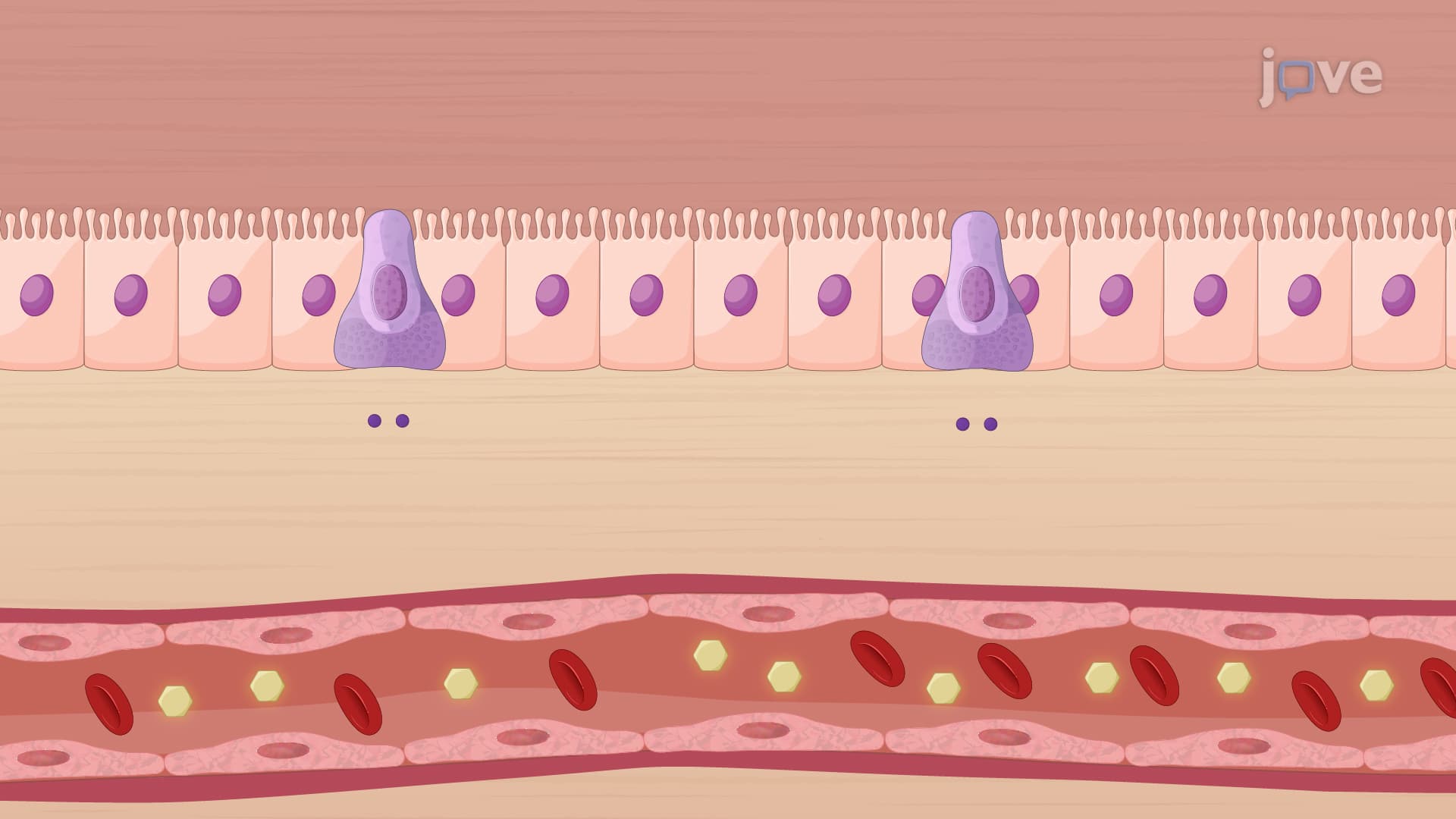 Oral Hypoglycemic Agents: α-Glucosidase Inhibitors